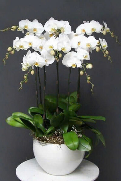 Hoa lan hồ điệp - Giao nhanh trong ngày