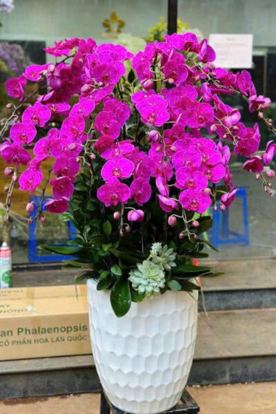Hoa lan hồ điệp - Giao nhanh trong ngày