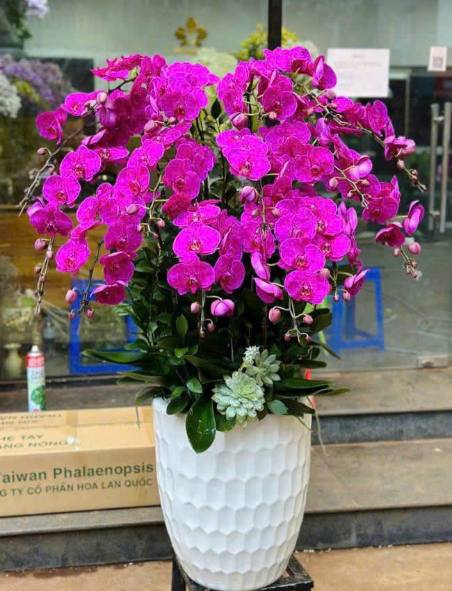 Hoa lan hồ điệp - Giao nhanh trong ngày