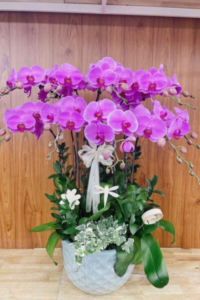 Hoa lan hồ điệp - Giao nhanh trong ngày