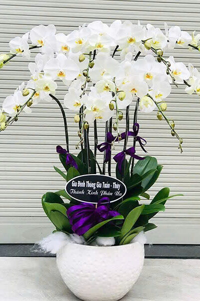 Hoa lan hồ điệp - Giao nhanh trong ngày