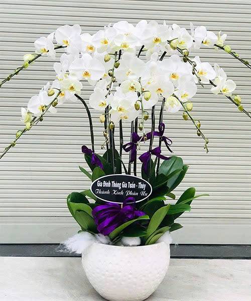 Hoa lan hồ điệp - Giao nhanh trong ngày