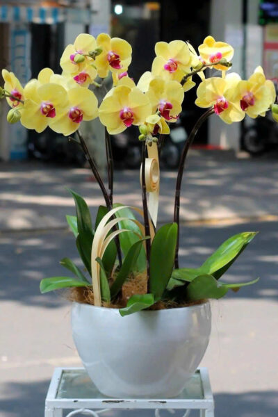 Hoa lan hồ điệp - Giao nhanh trong ngày