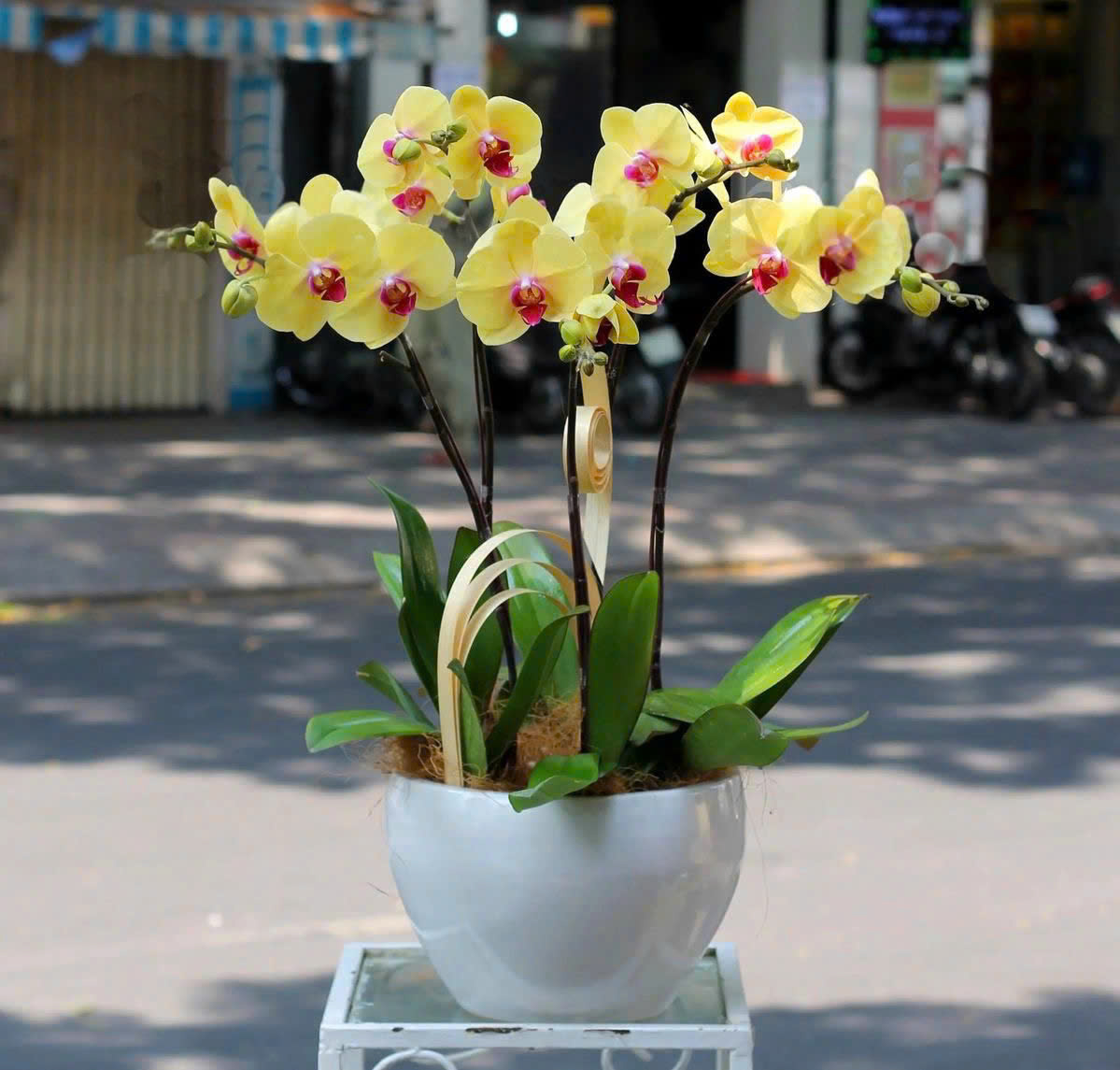 Hoa lan hồ điệp - Giao nhanh trong ngày