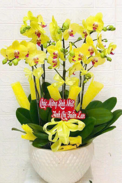 Hoa lan hồ điệp - Giao nhanh trong ngày