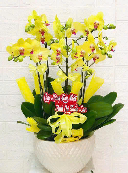 Hoa lan hồ điệp - Giao nhanh trong ngày