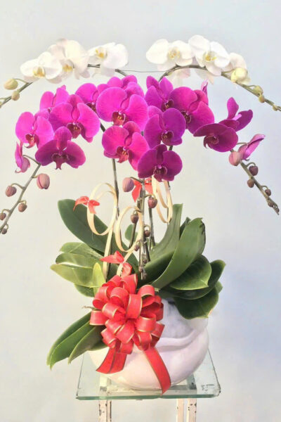 Hoa lan hồ điệp - Giao nhanh trong ngày