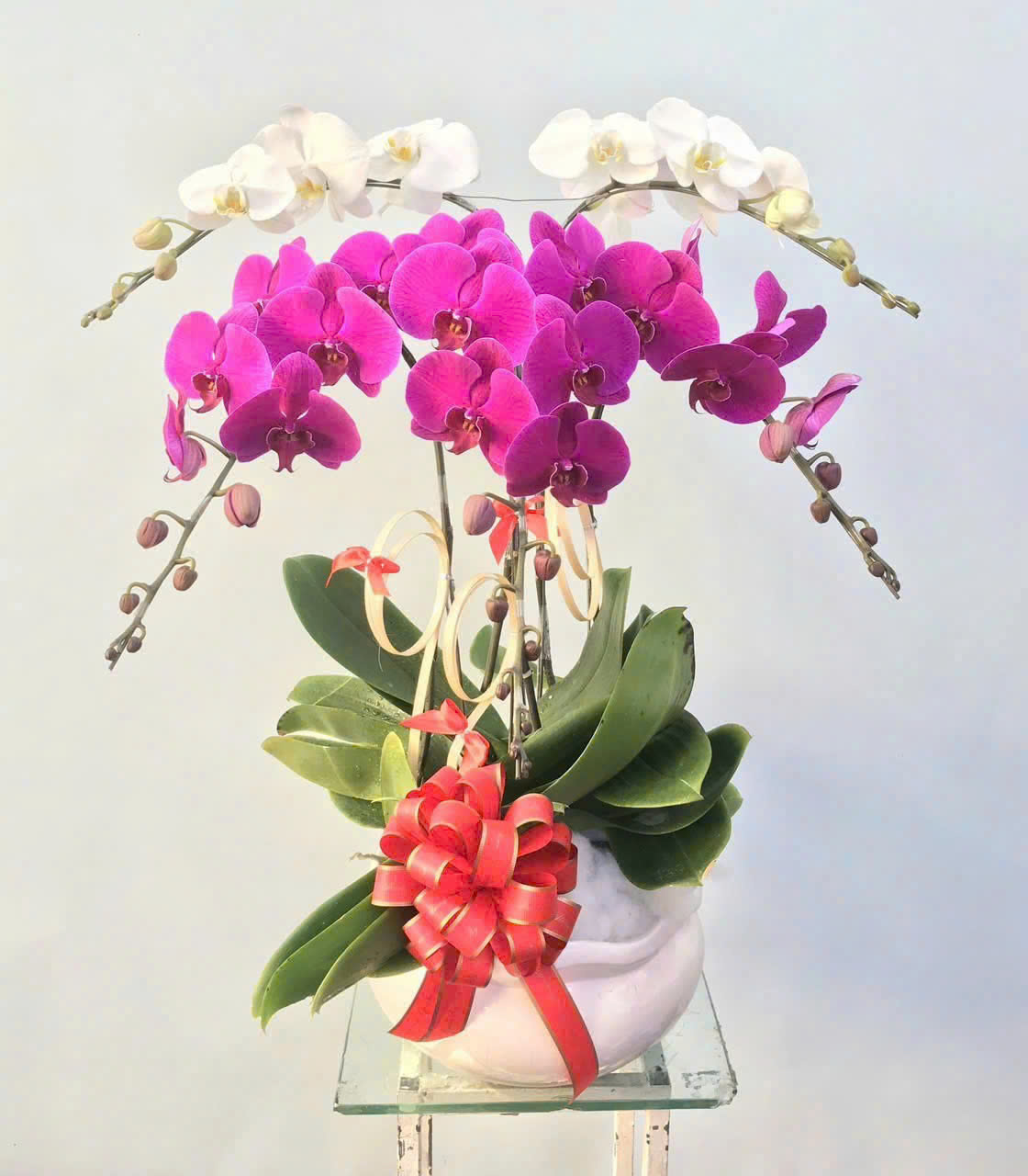 Hoa lan hồ điệp - Giao nhanh trong ngày